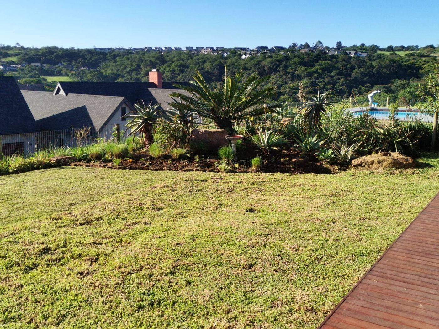 Maintained lawn with cycads and pool in Hillcrest