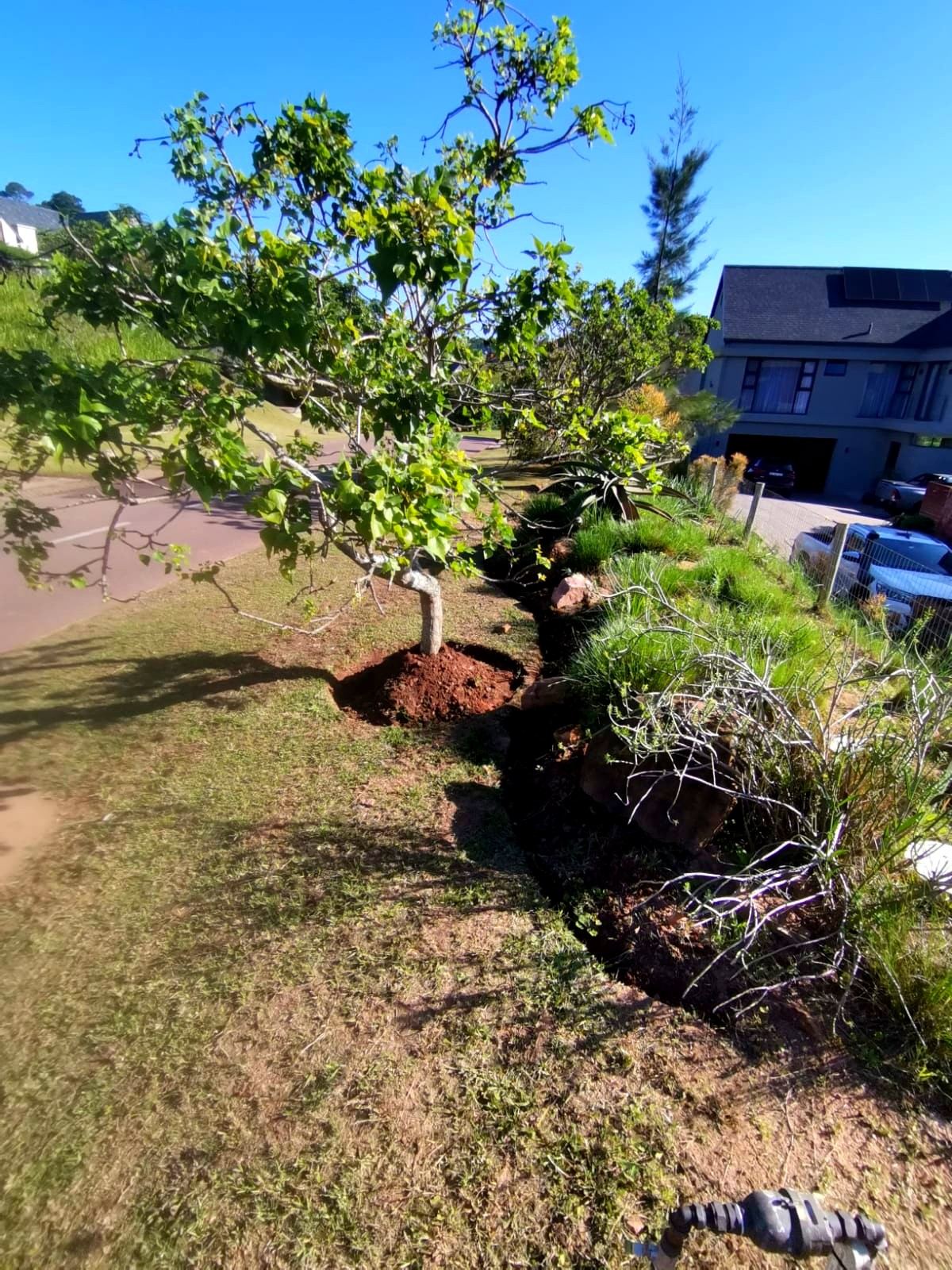 Tree surgery and root ball work in progress in Durban North