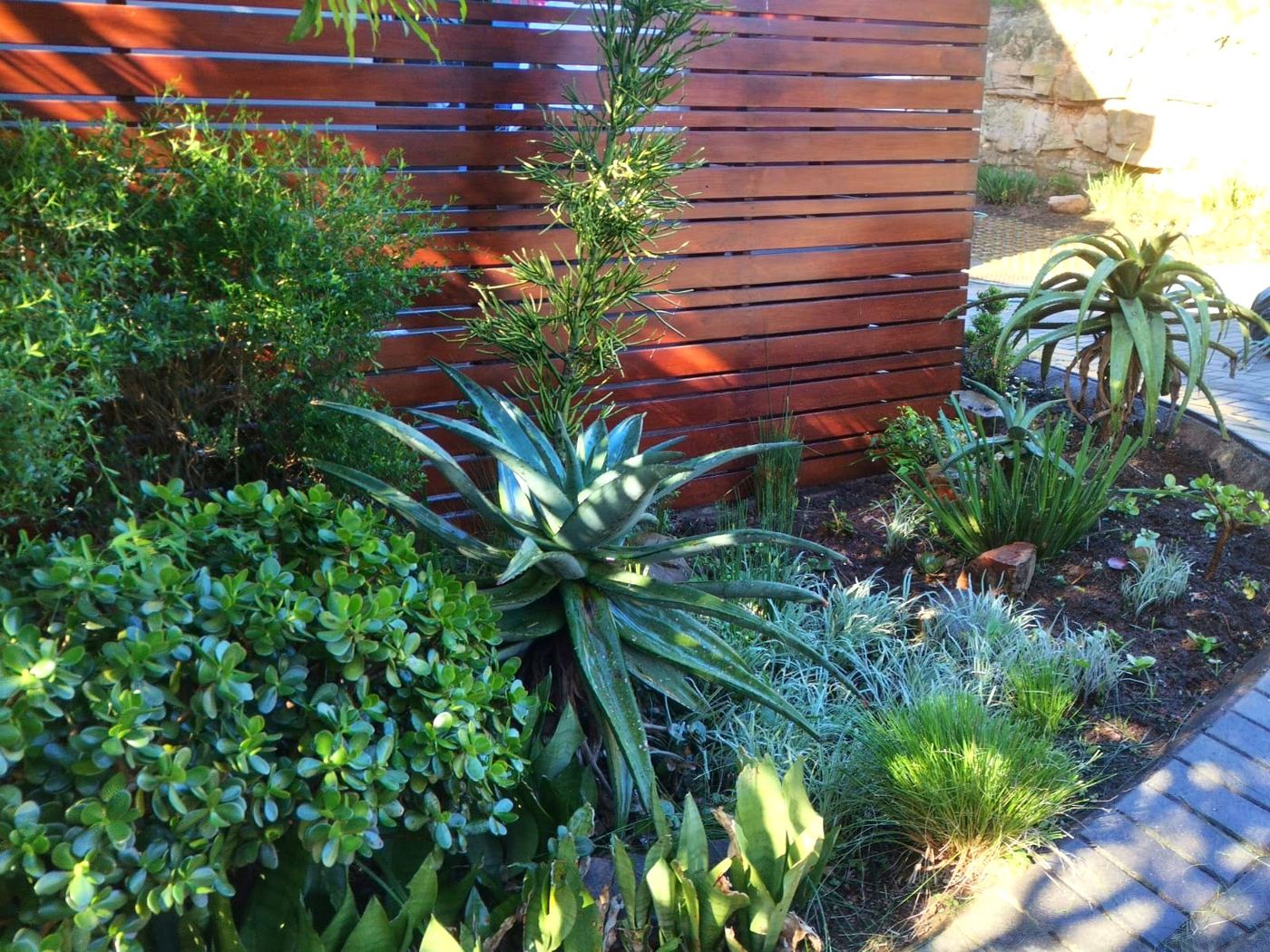 Indigenous planting design with timber screen in Durban North