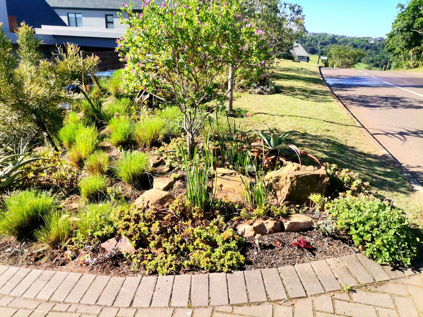 Indigenous rockery garden along paved walkway in Hillcrest