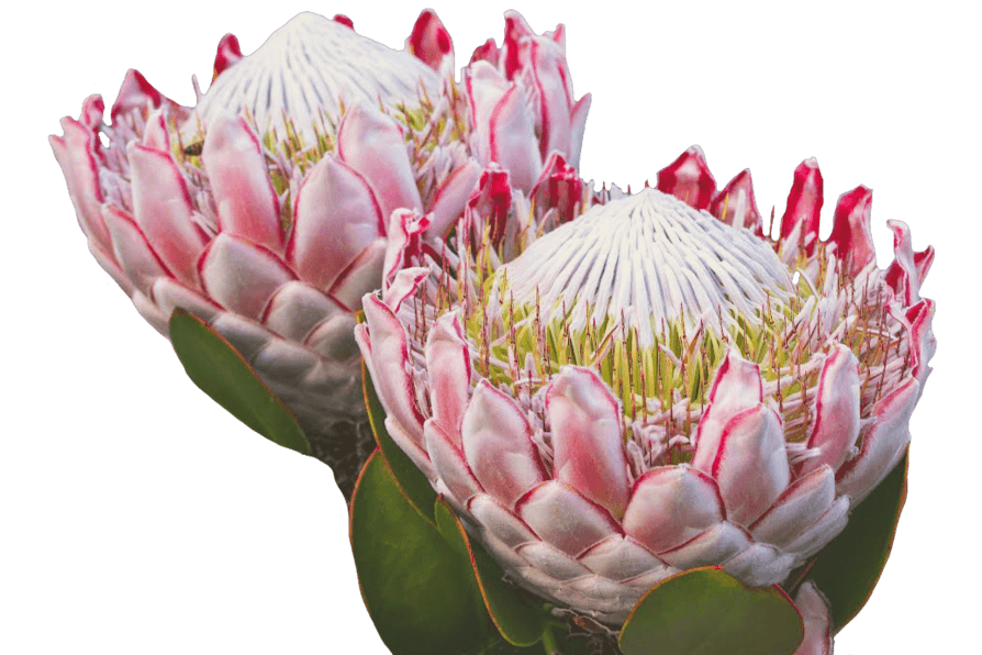 Professional landscaping work by Agriflex