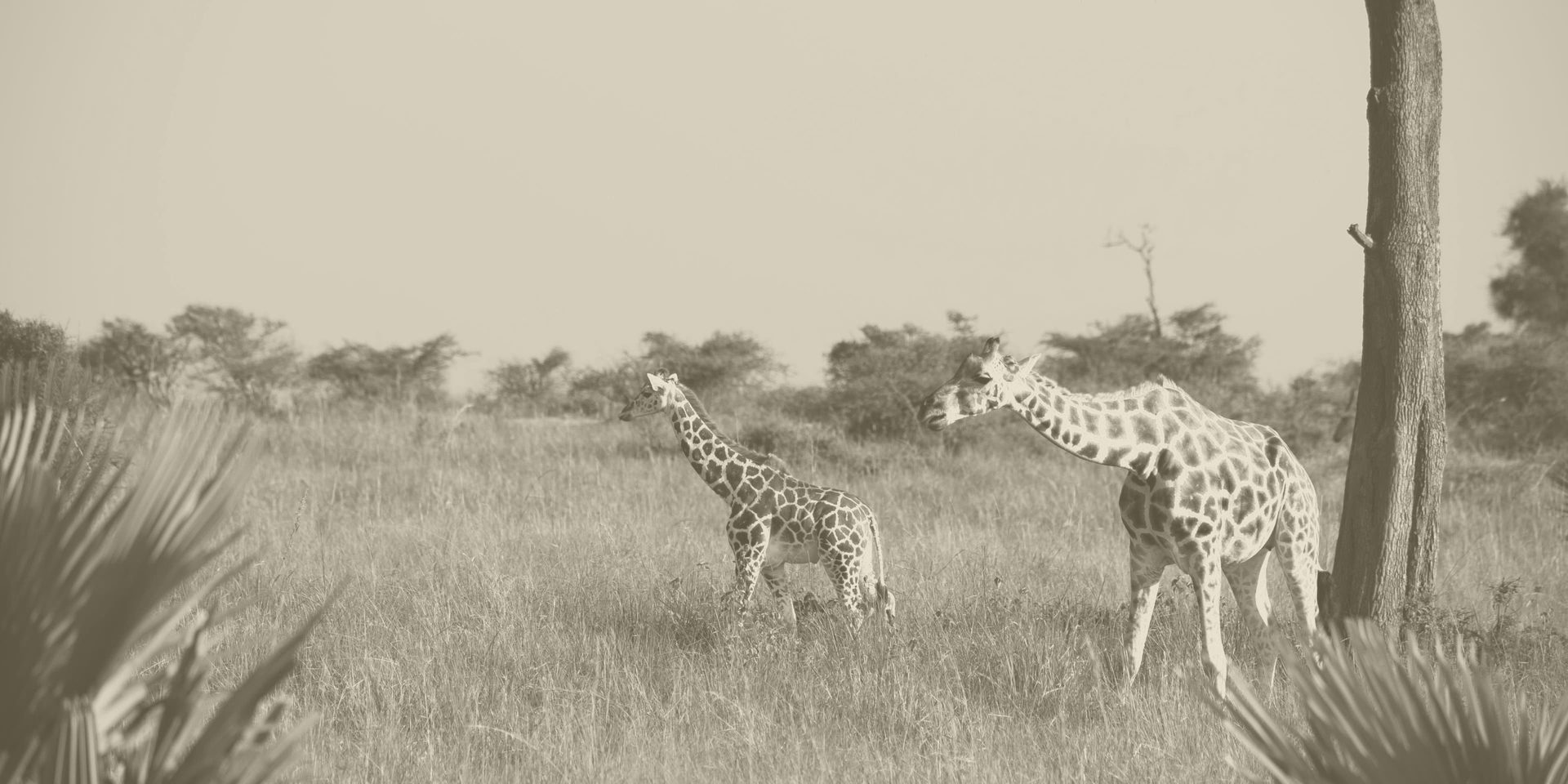 Lush professionally landscaped garden in KwaZulu-Natal